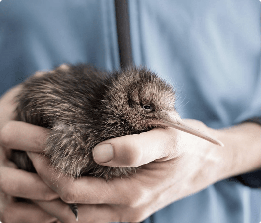 Person holding a baby kiwi in their hands