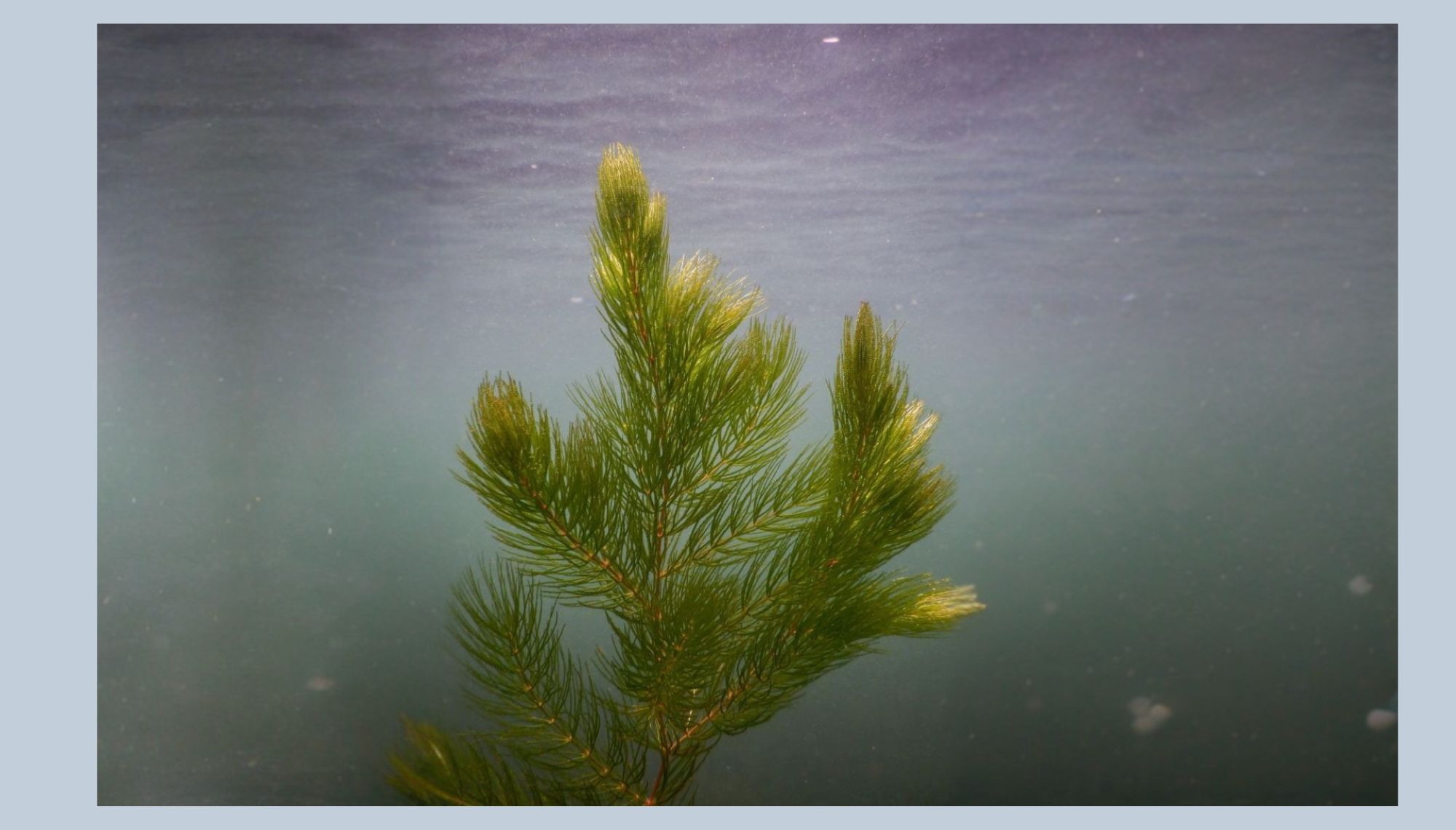 Hornwort weed