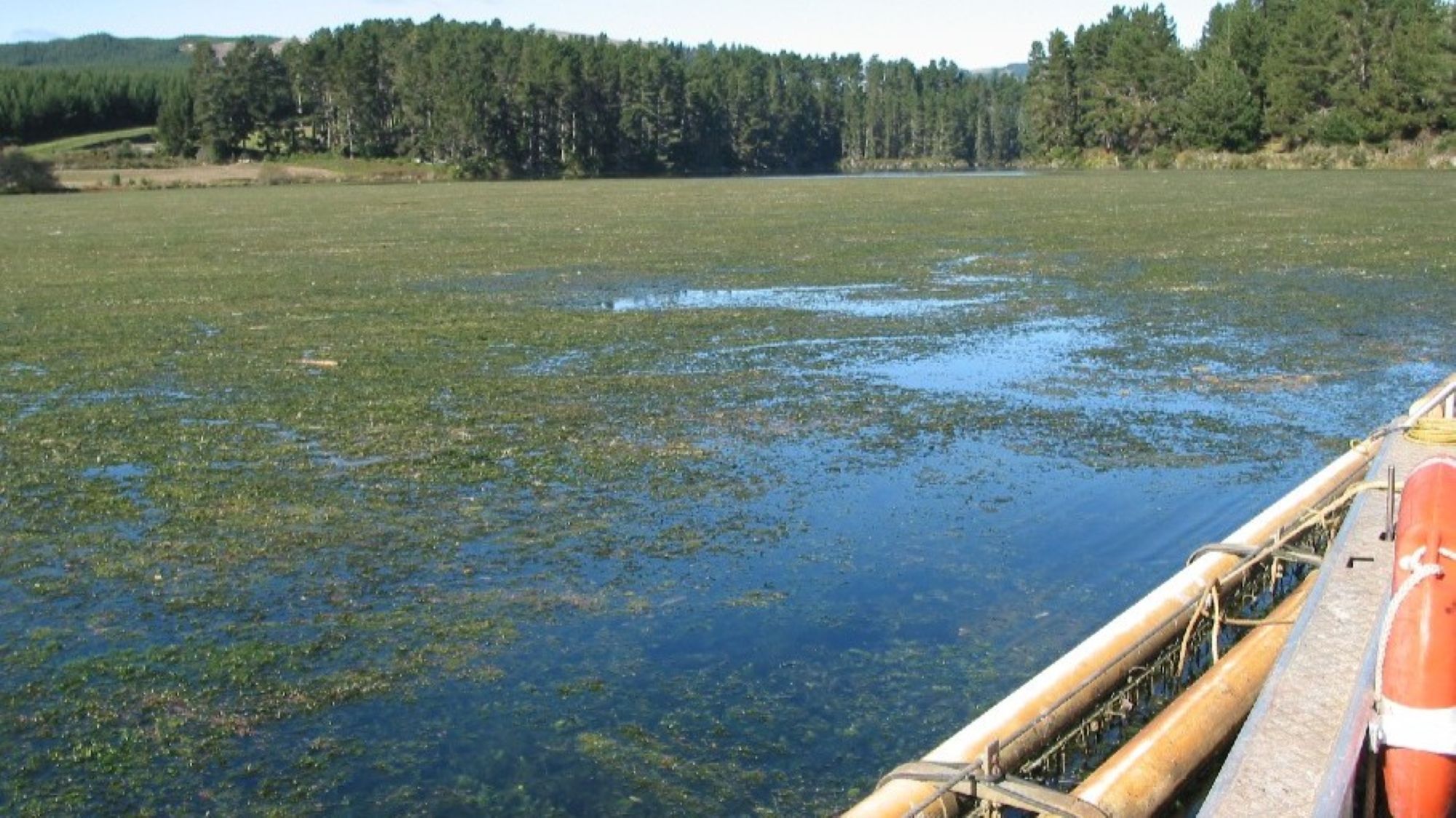 Hornwort near the boom at Lake Whakamaru.